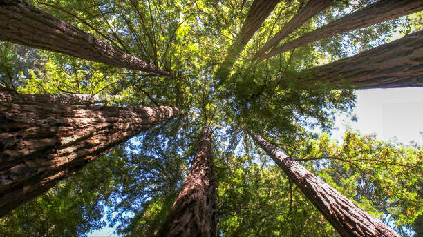 How Our Tree Care Process Works  in  Penn Wynne, PA