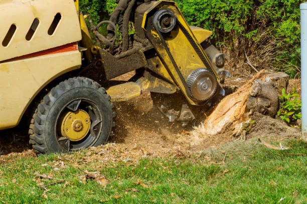 Best Lawn Mowing  in Penn Wynne, PA